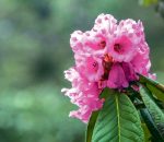 Rhododendron-Flower_20200312062510