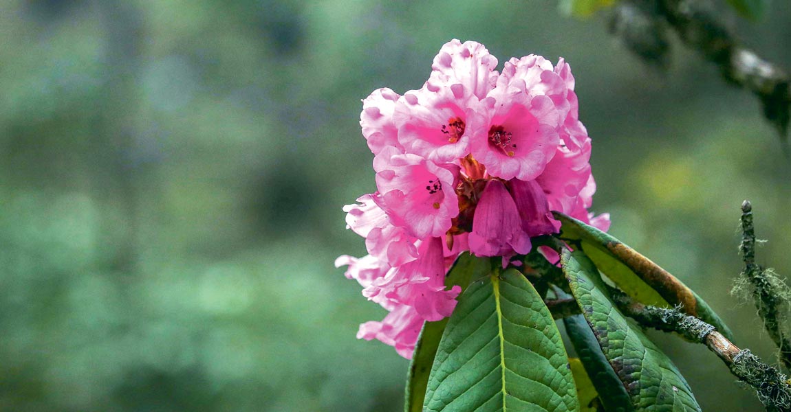 Rhododendron-Flower_20200312062510