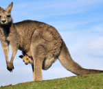 kangaroo