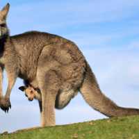 kangaroo