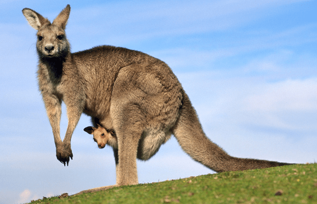 kangaroo