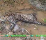 Leopard Death