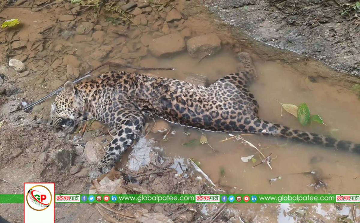 Leopard Death