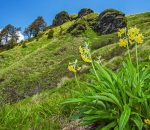 great-himalayan medicinal-herb